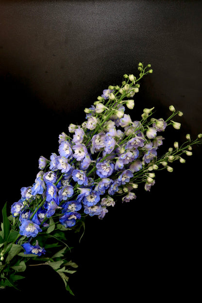 Delphinium - Dark Blue