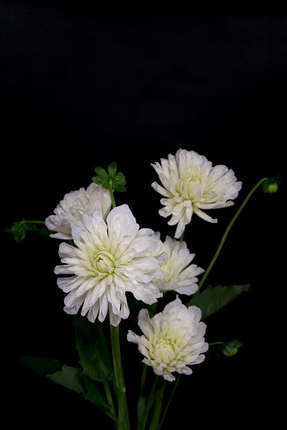 Dahlia - White