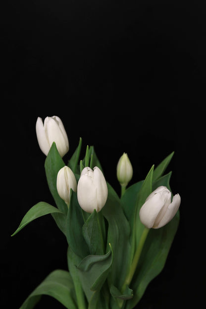 Tulip - White