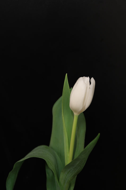 Tulip - White