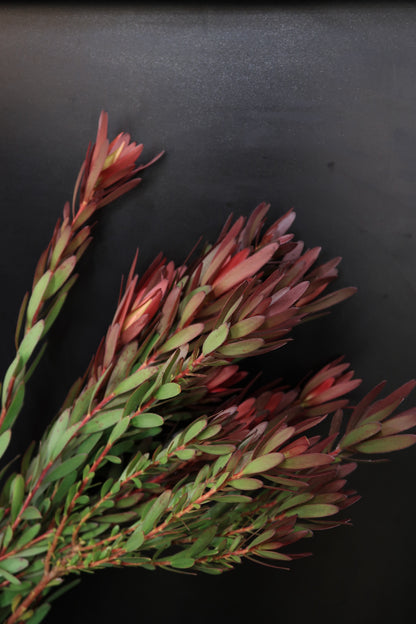 Leucadendron