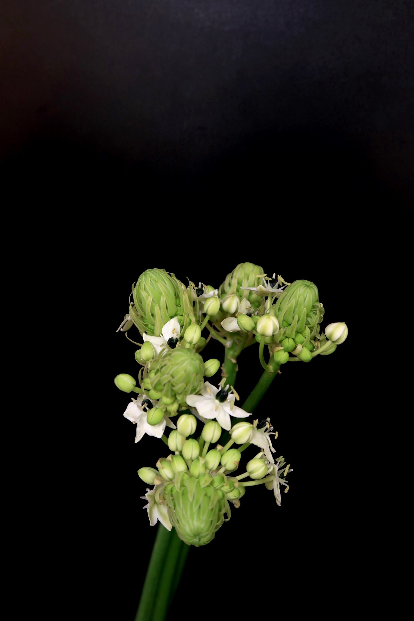 Ornithogalum