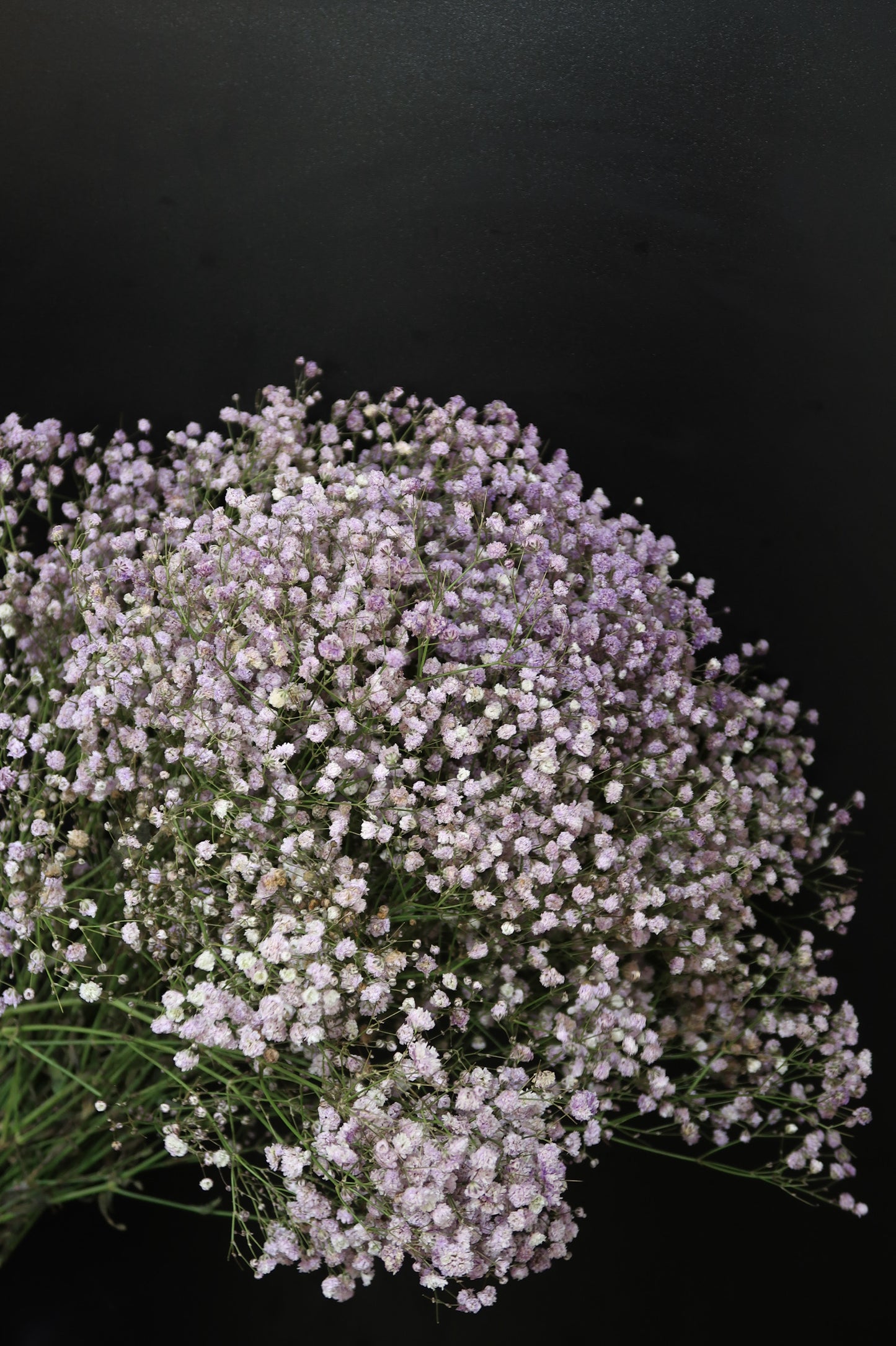 Baby's Breath - Purple