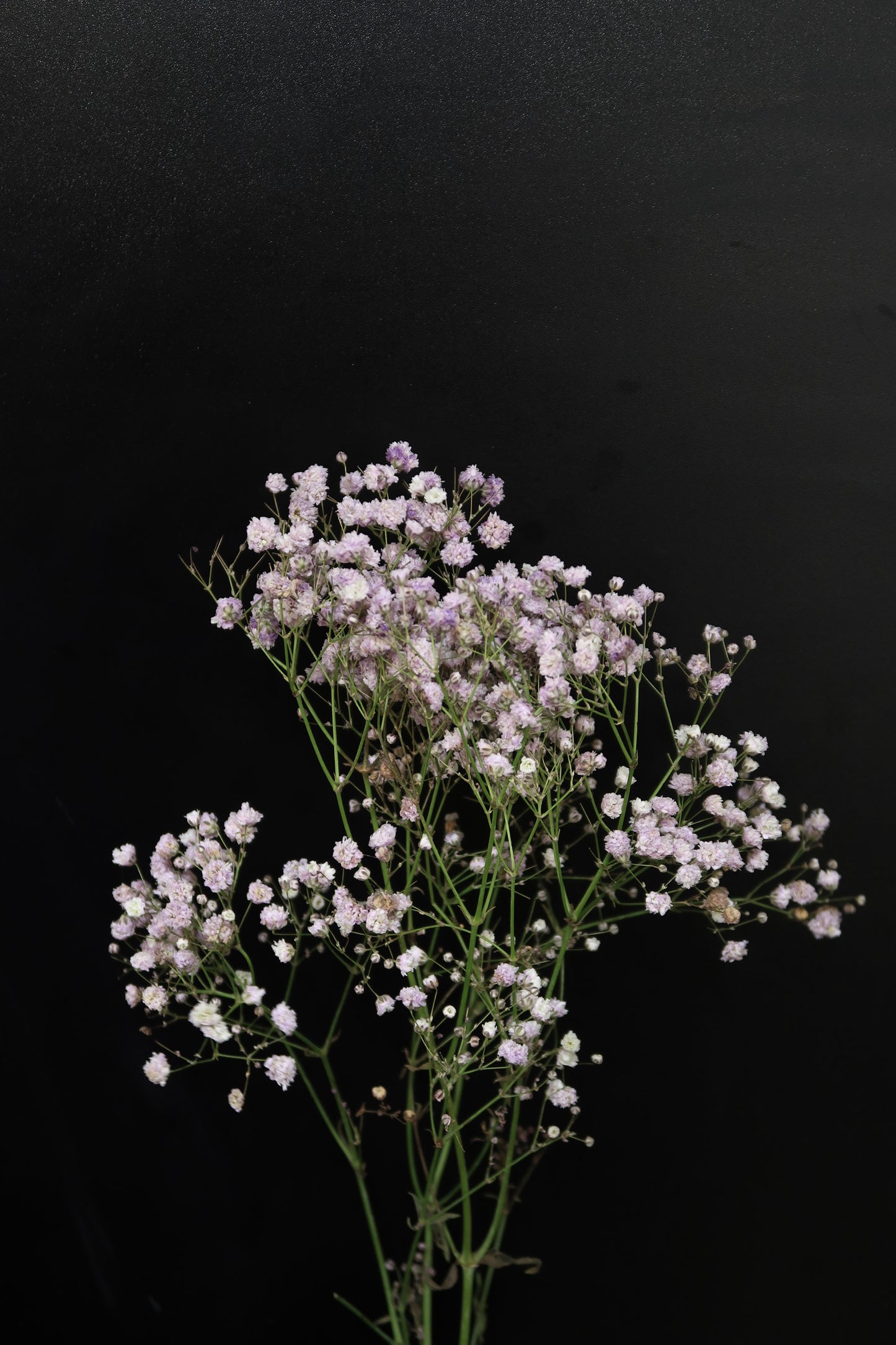 Baby's Breath - Purple