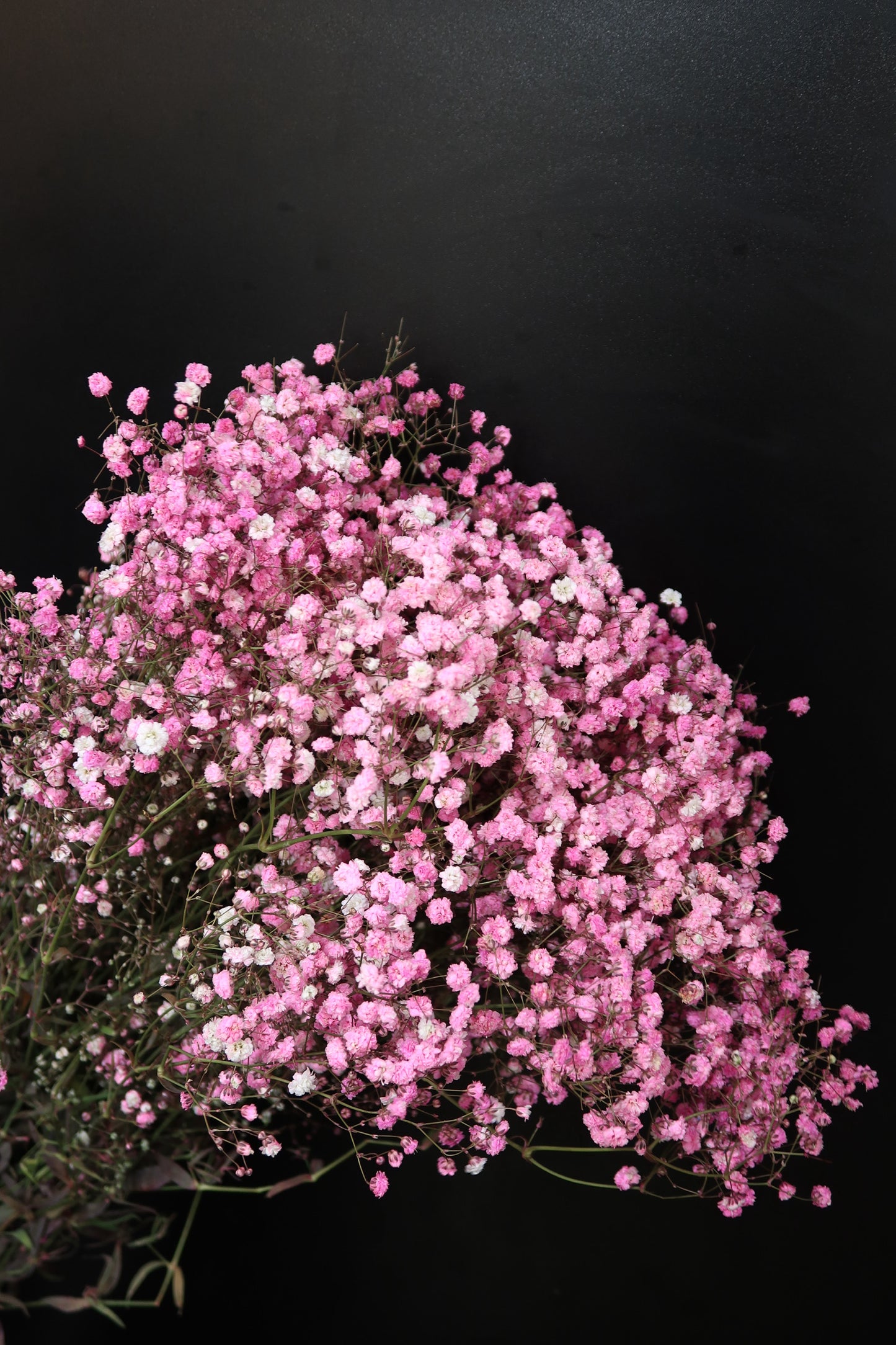 Baby's Breath - Dark Pink