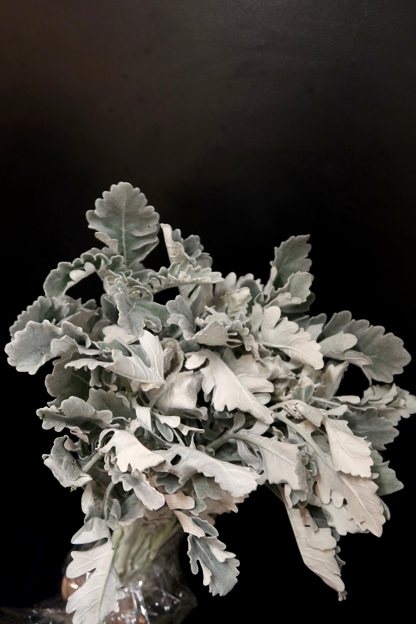 Dusty Miller