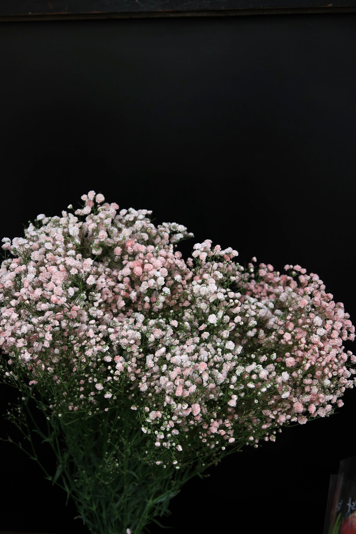 Baby's Breath - Pink