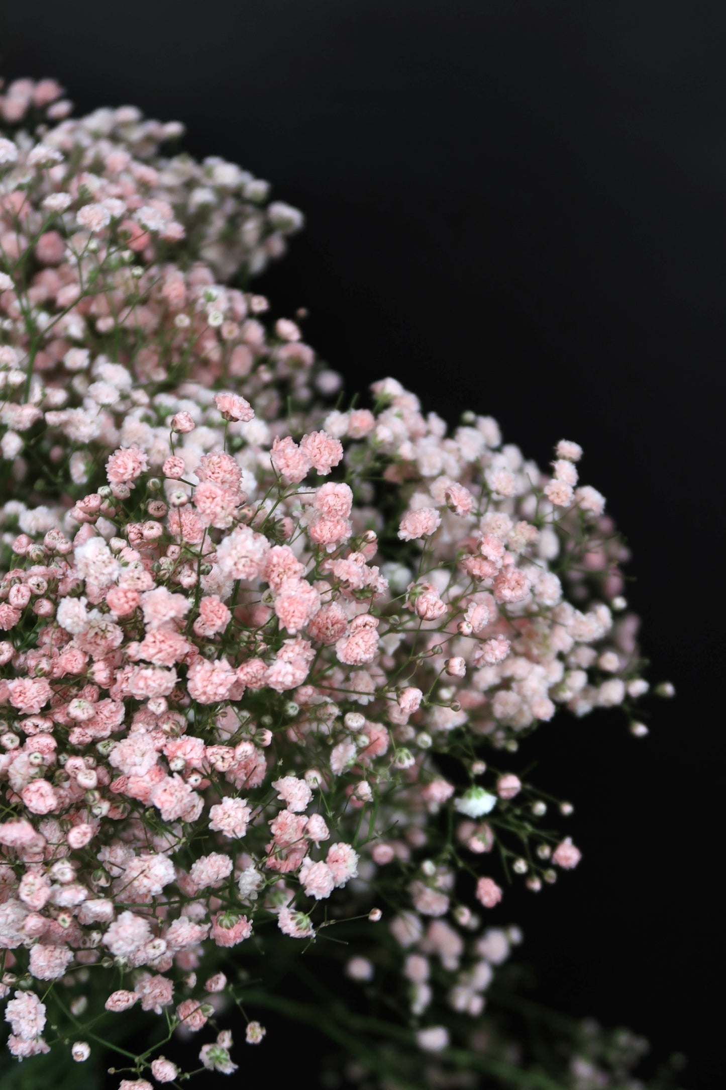 Baby's Breath - Pink