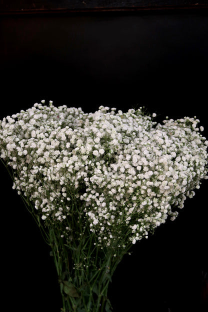 Baby's Breath - White