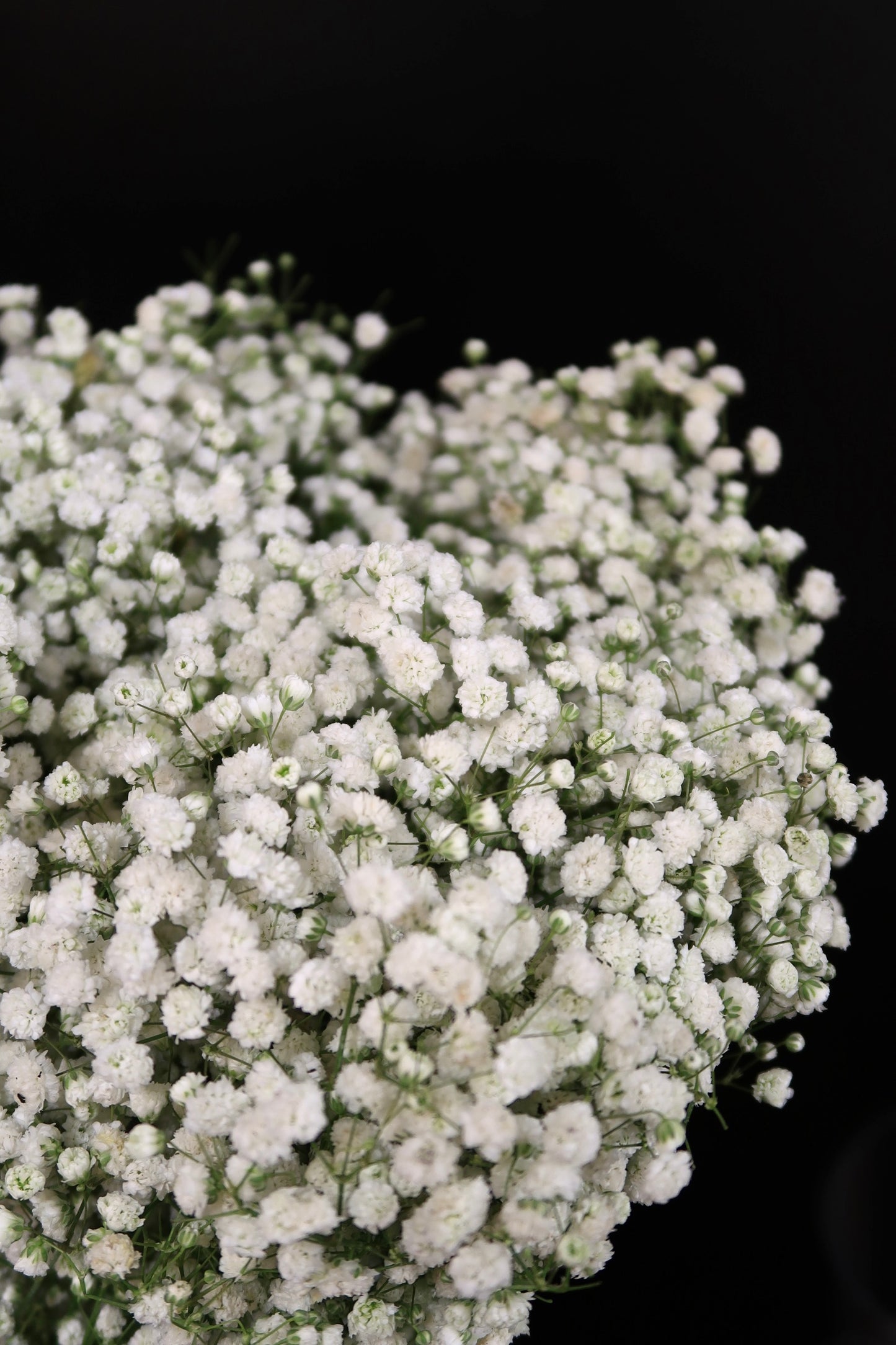 Baby's Breath - White