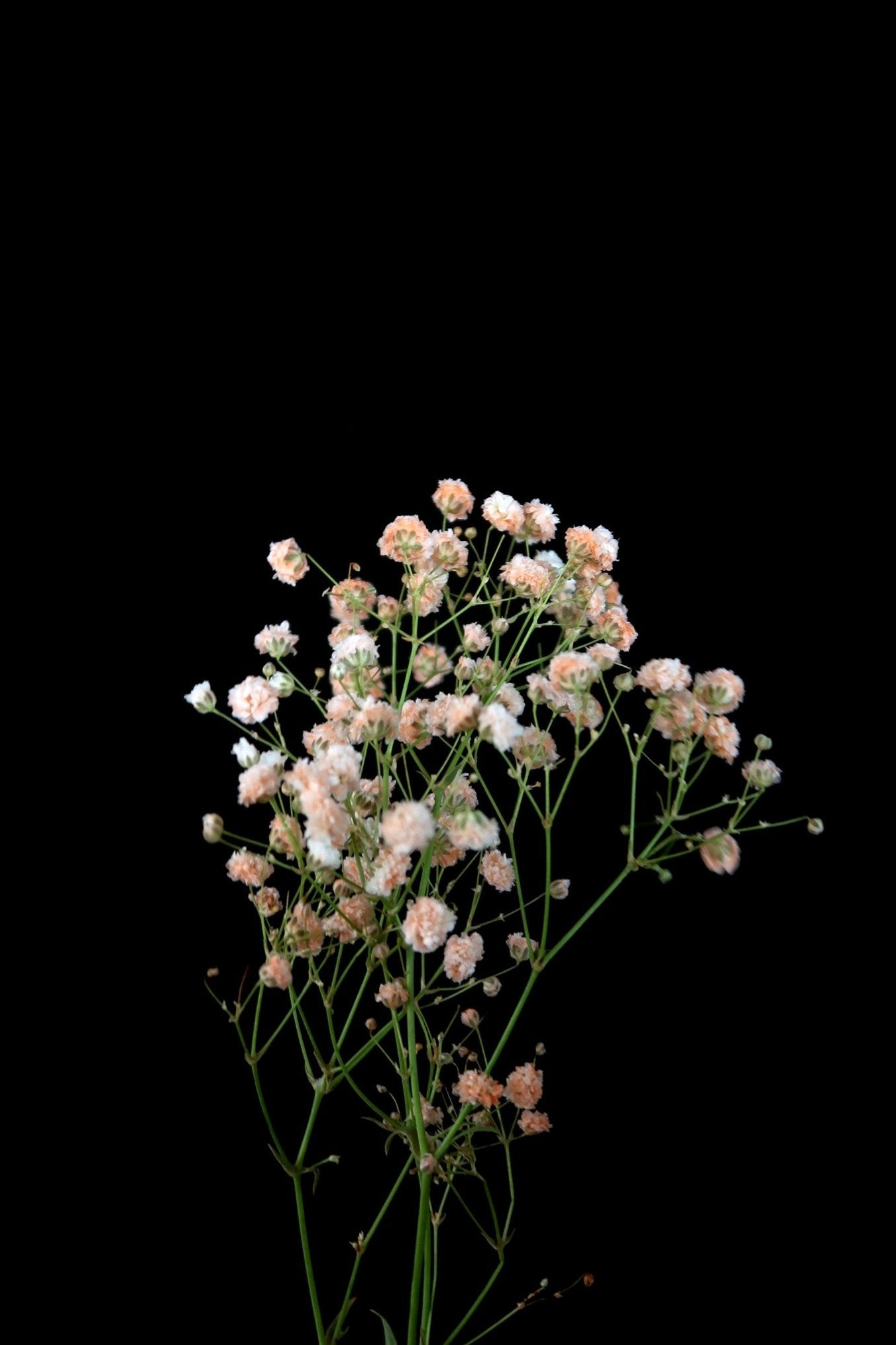 Baby's Breath - Beige