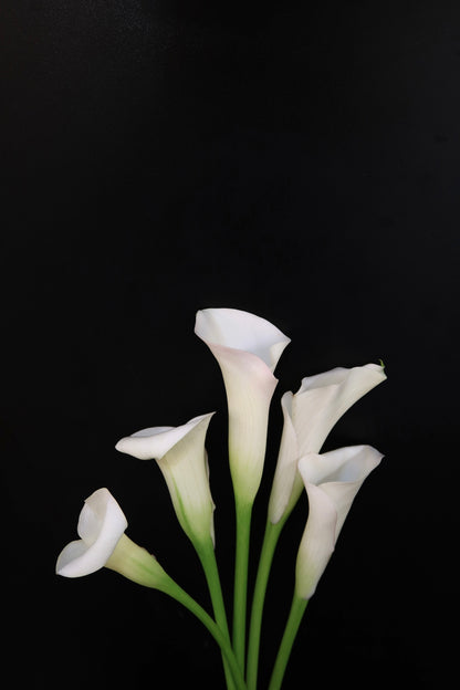 Calla Lily - White