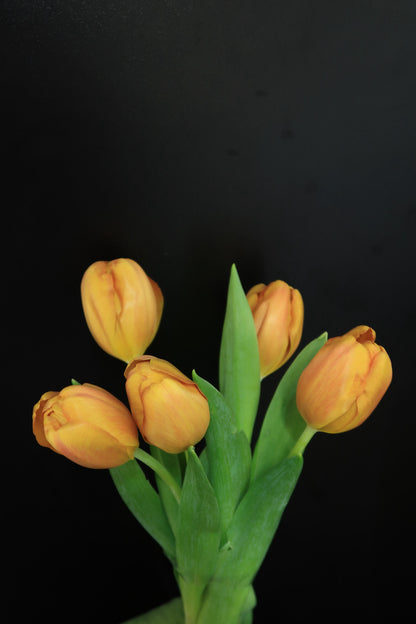 Tulip - Yellow Orange