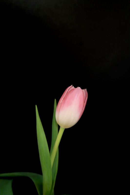 Tulip - Pink