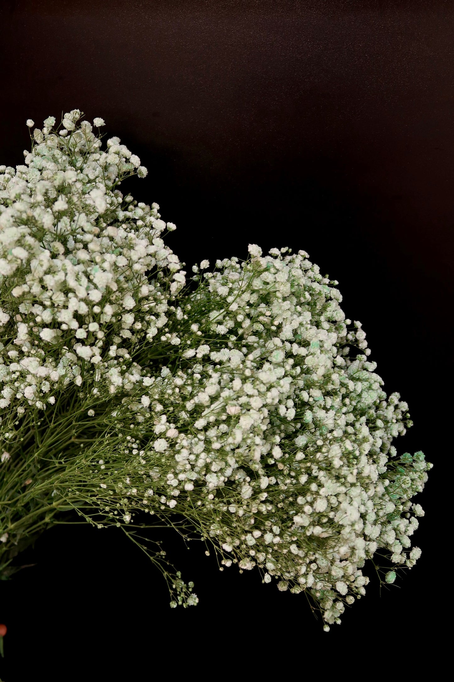 Baby's Breath - Green