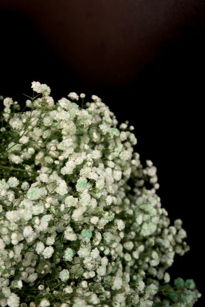 Baby's Breath - Green