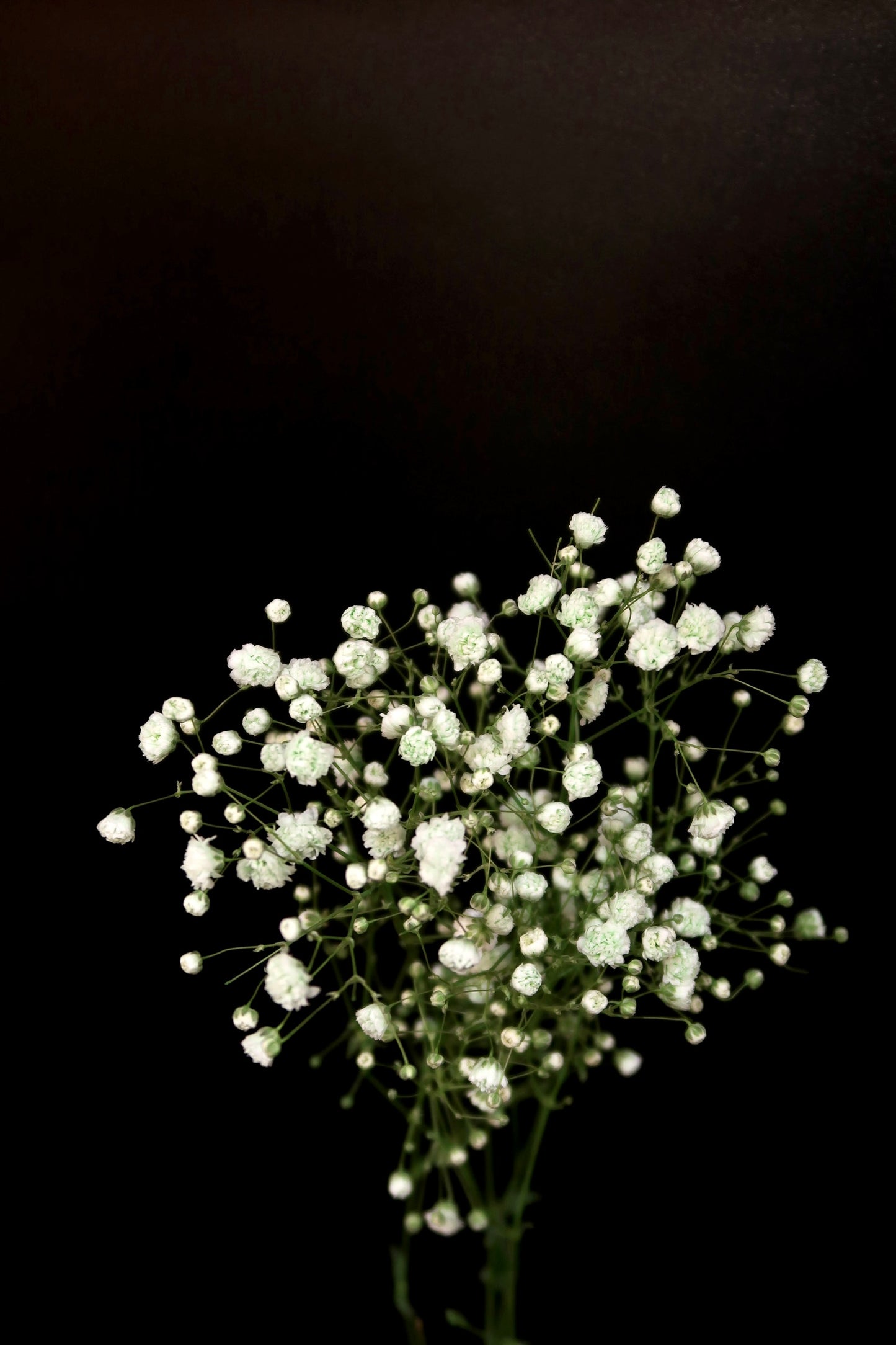 Baby's Breath - Green