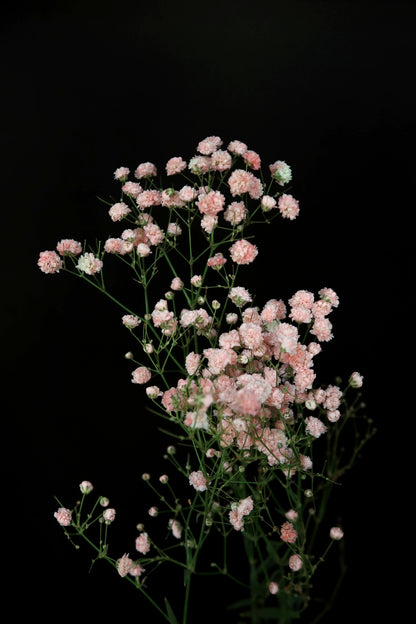 Baby's Breath - Pink