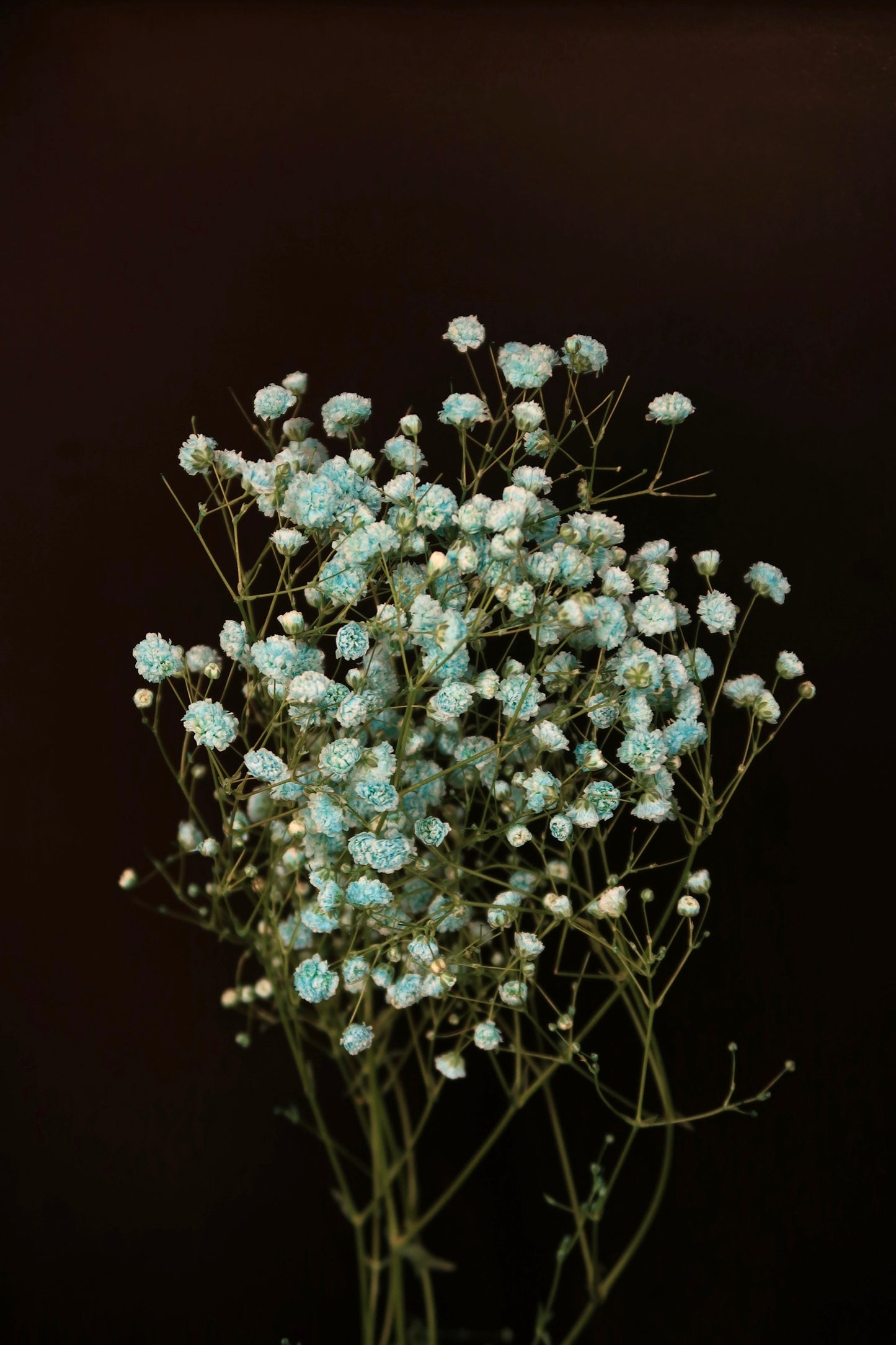 Baby's Breath - Blue