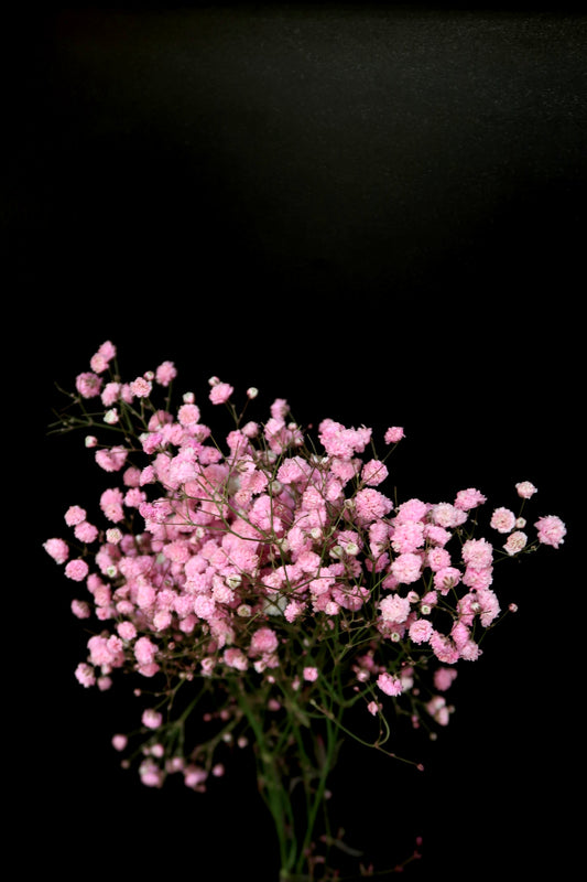 Baby's Breath - Dark Pink