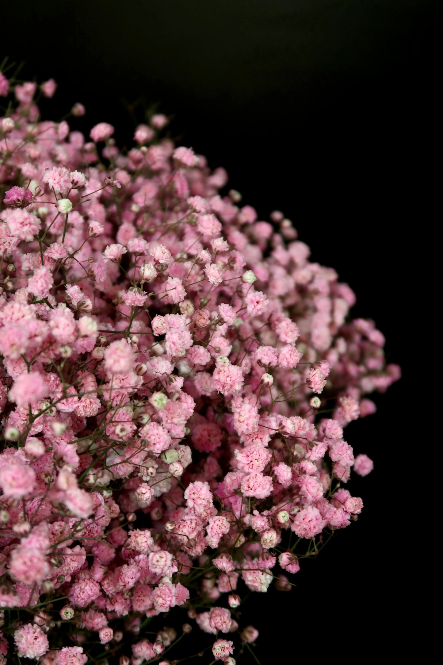 Baby's Breath - Dark Pink