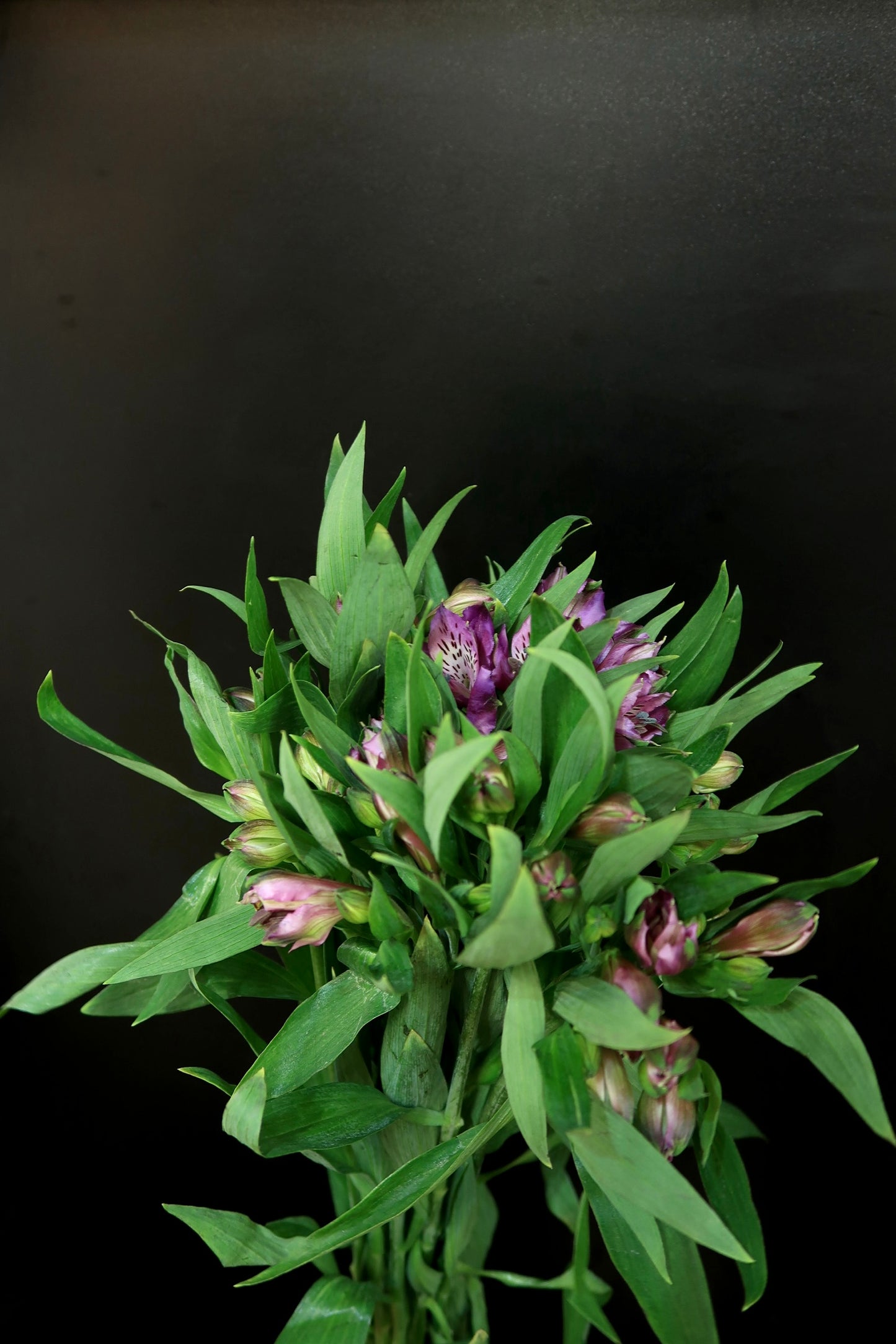 Alstroemeria - Purple