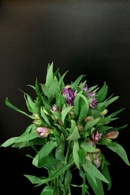 Alstroemeria - Purple