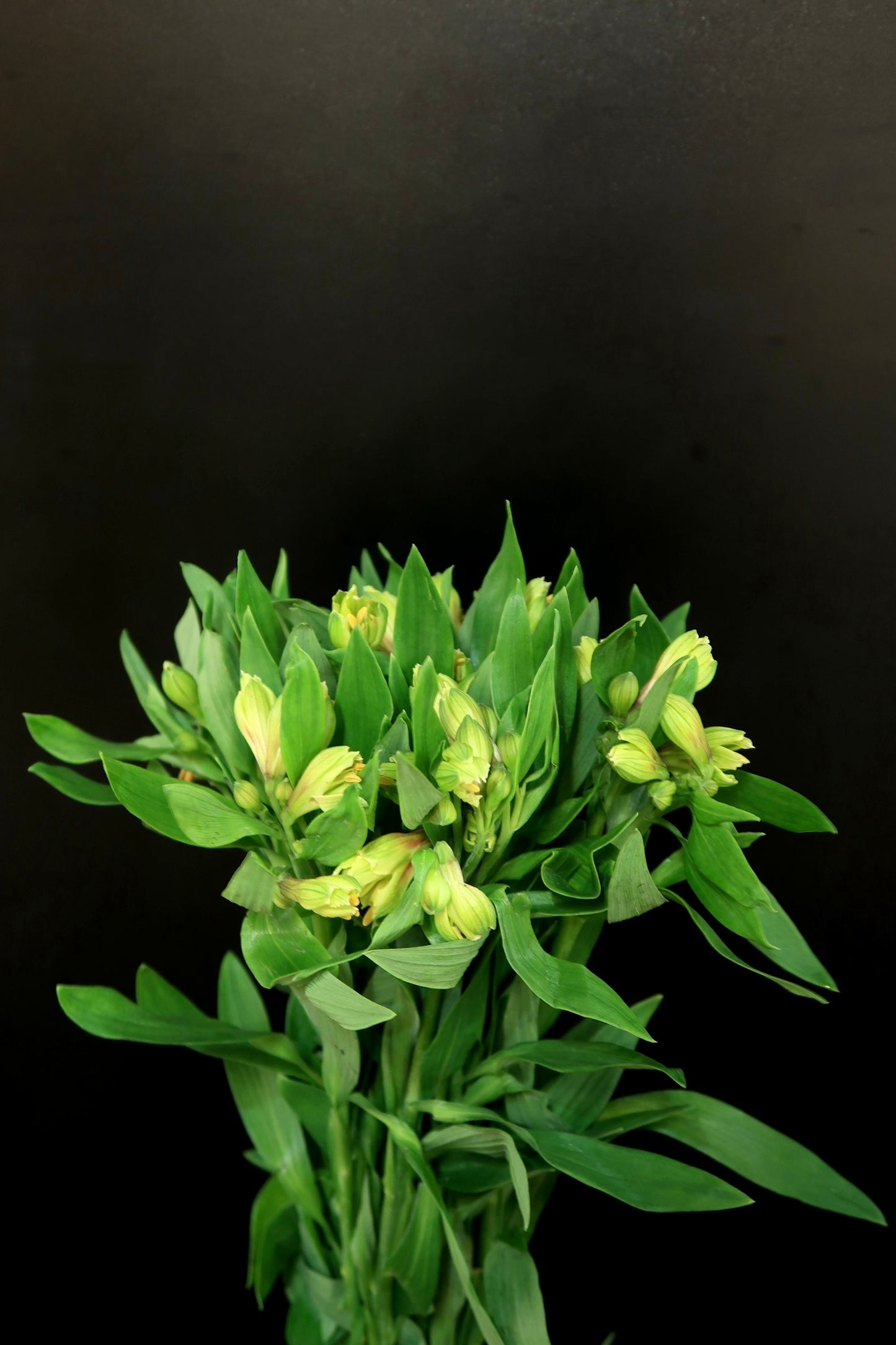 Alstroemeria - Green