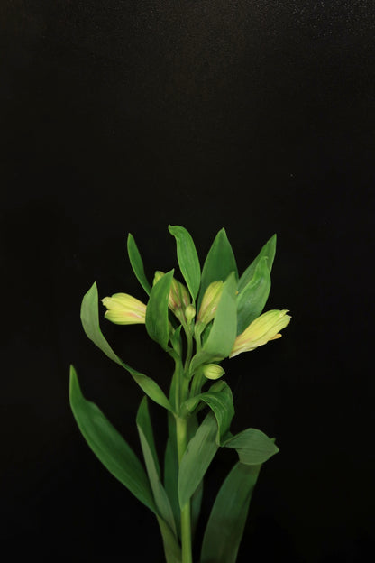 Alstroemeria - Green