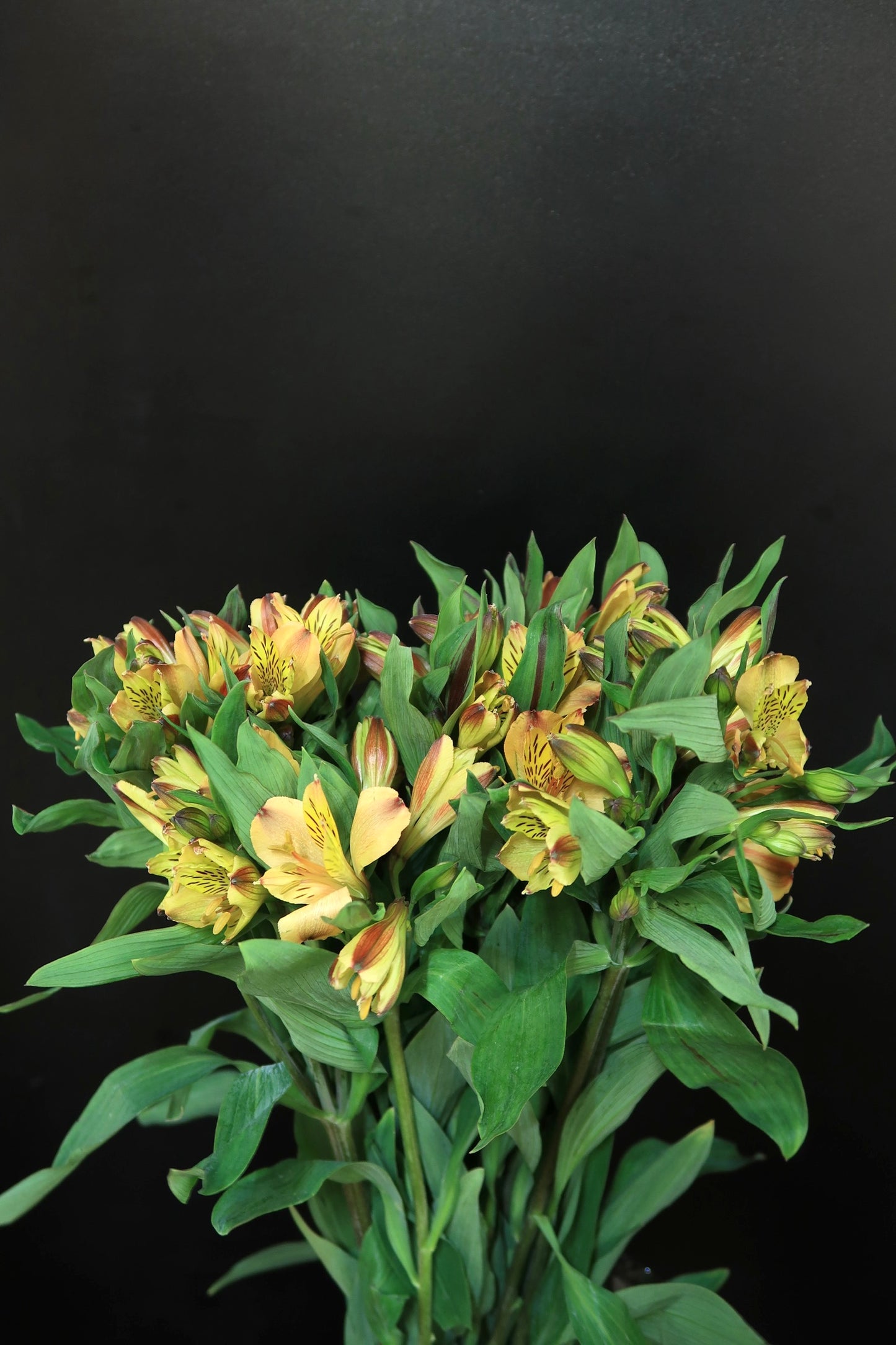 Alstroemeria - Yellow