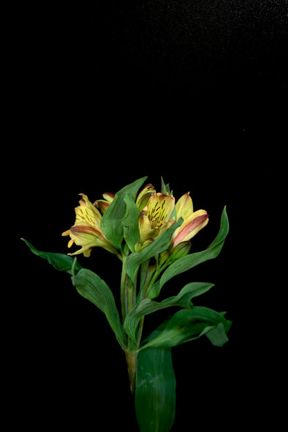 Alstroemeria - Yellow