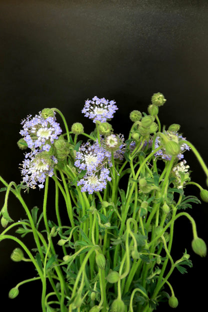 Lace Flower - Purple