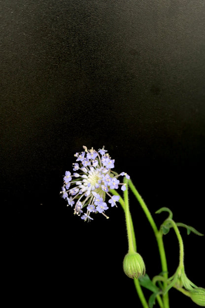 Lace Flower - Purple