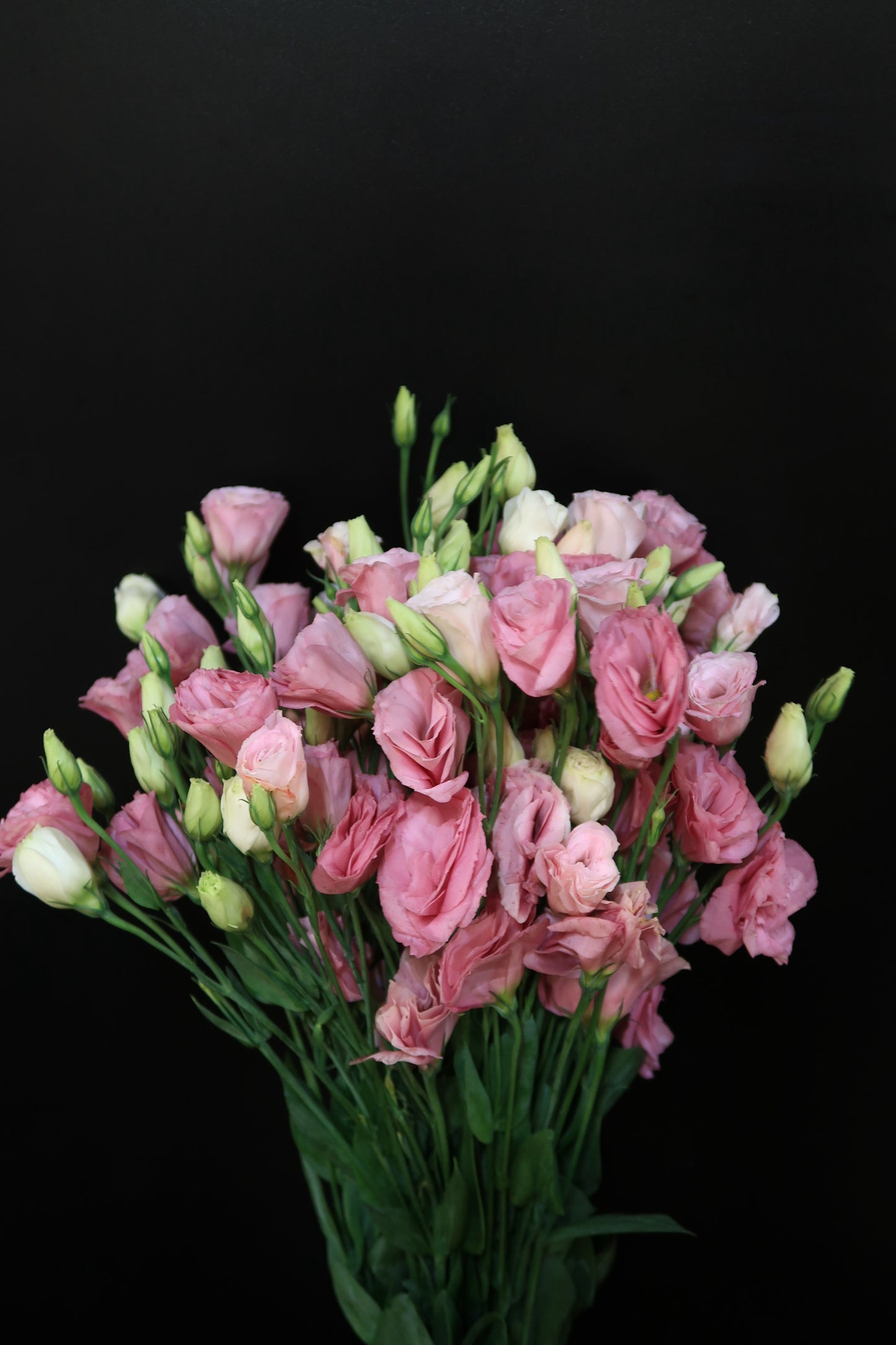 Eustoma - Pink