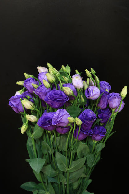 Eustoma - Purple