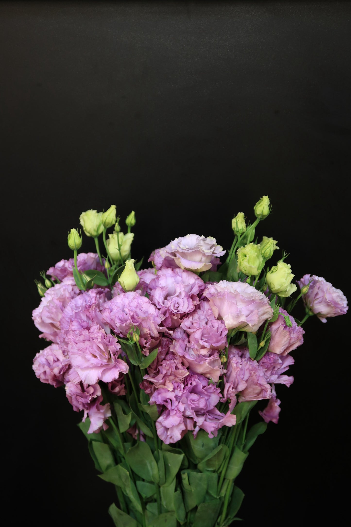 Eustoma Wave - Light Purple