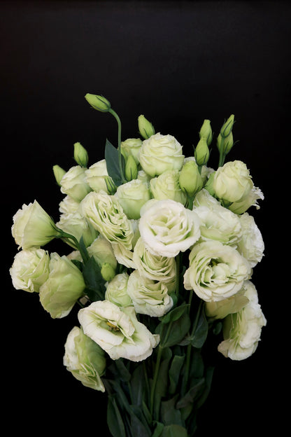 Eustoma - Green