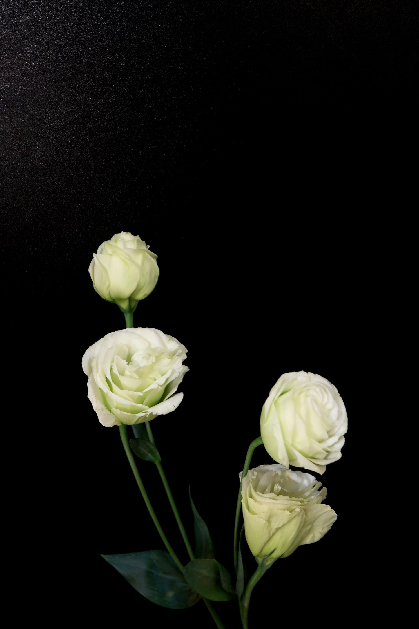 Eustoma - Green