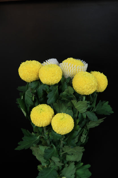 Chrysanthemum Ping Pong - Yellow