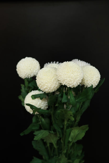 Chrysanthemum Ping Pong - White