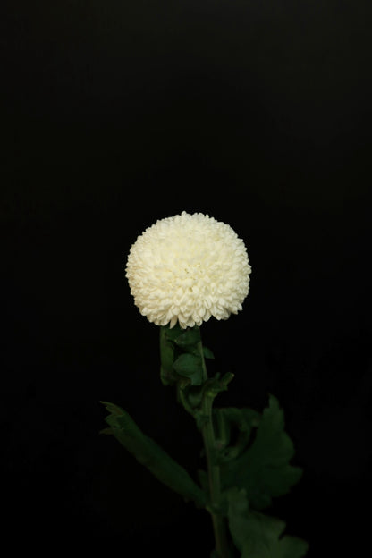 Chrysanthemum Ping Pong - White