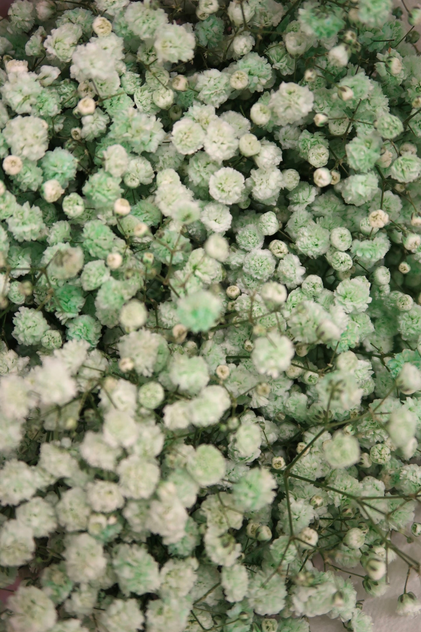 Baby's Breath - Green