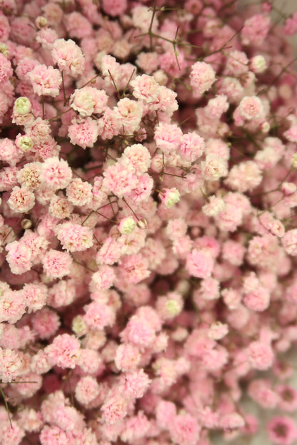 Baby's Breath - Pink