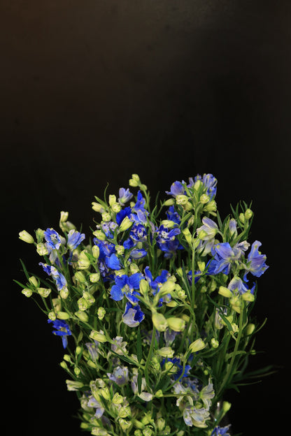 Mini Delphinium - Blue