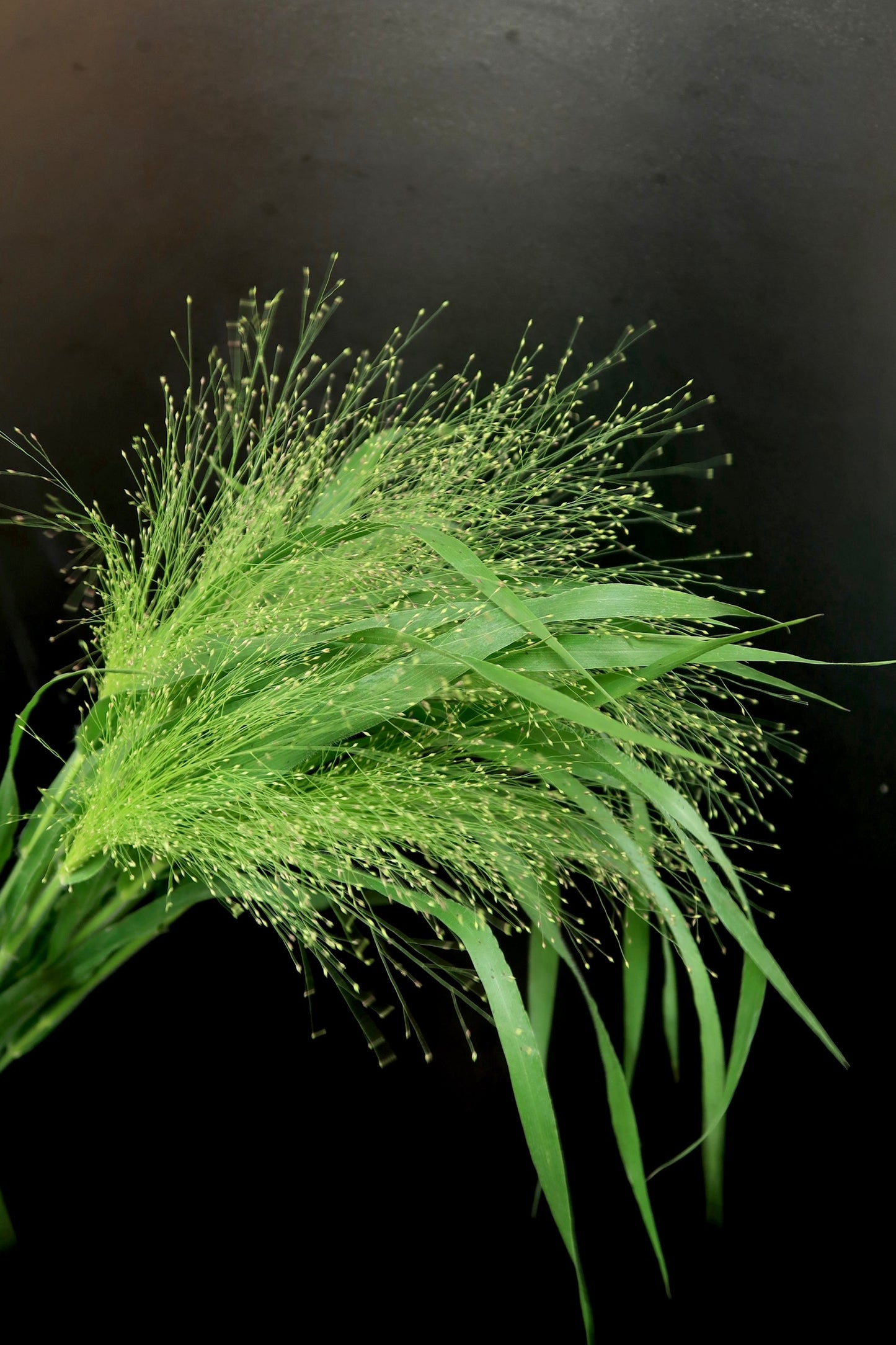 Panicum Fountain Grass