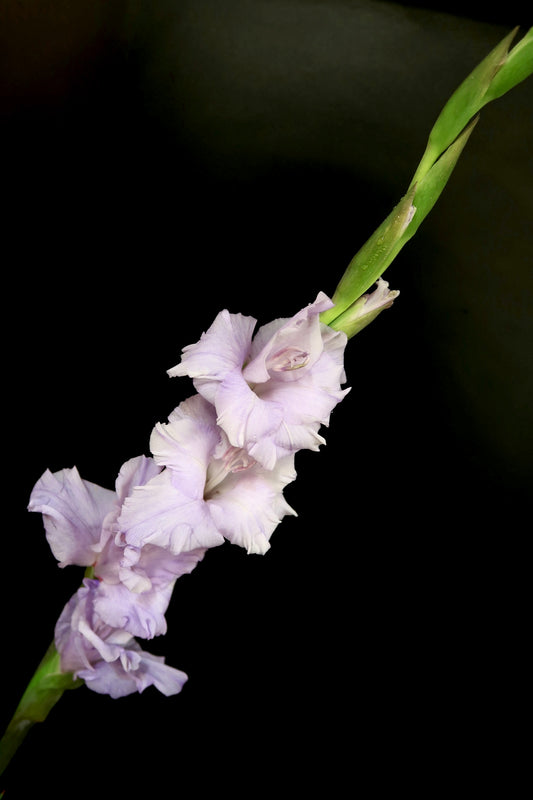 Gladiolus - Purple