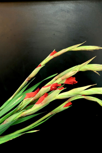 Gladiolus - Red