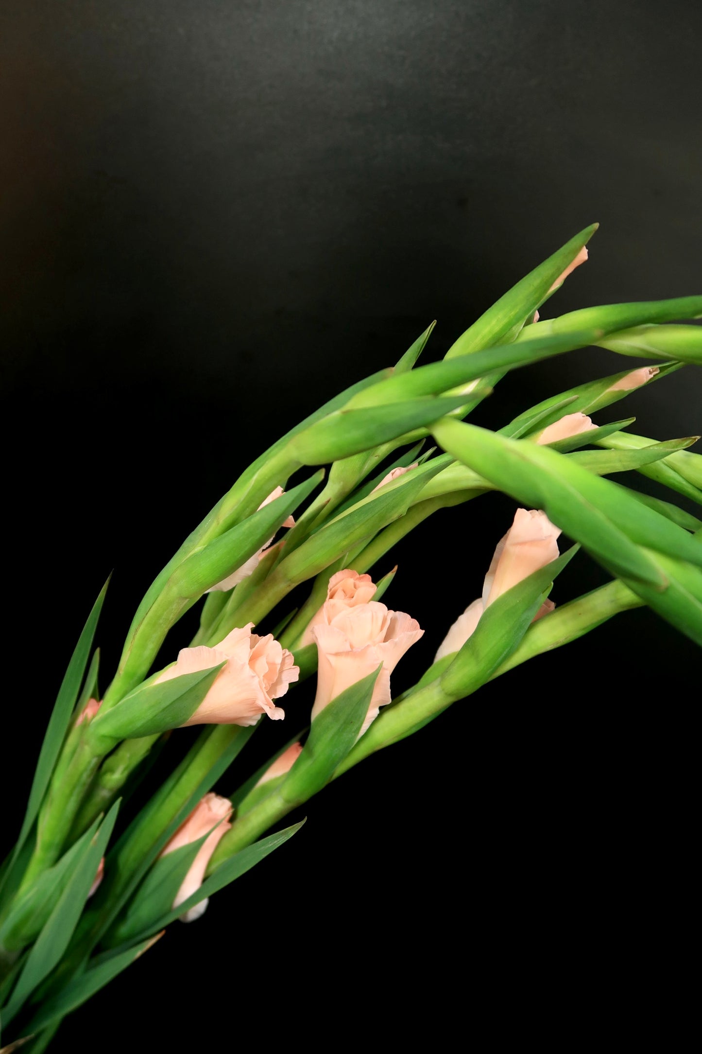 Gladiolus - Pink