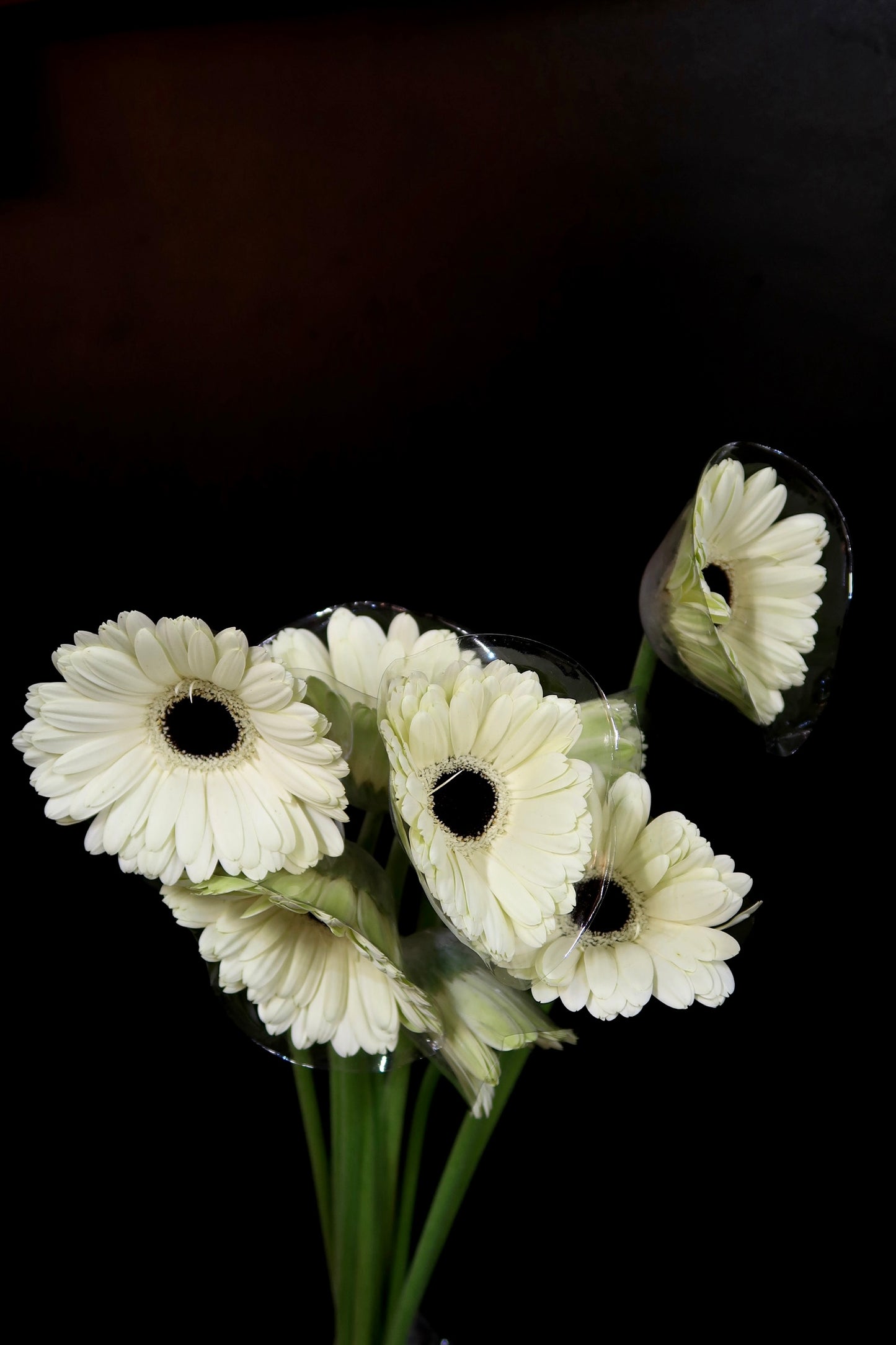 Gerbera - White