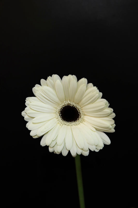 Gerbera - White